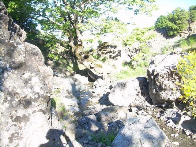 goura_08