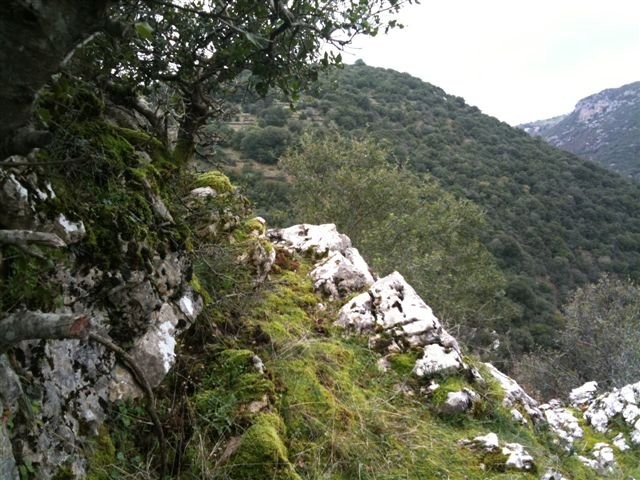 goura_14