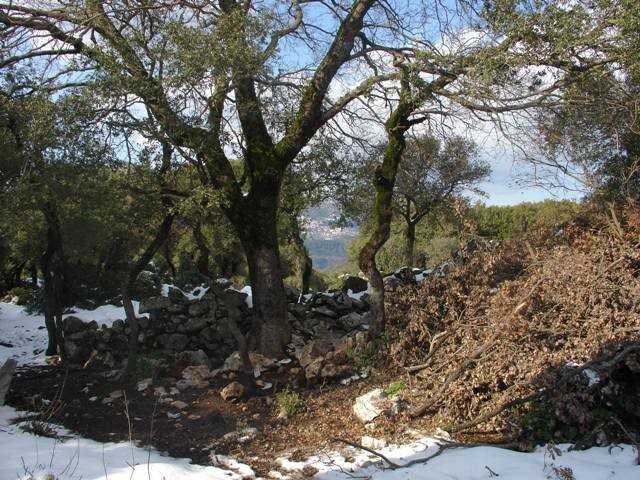 goura_16