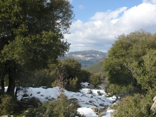 goura_17