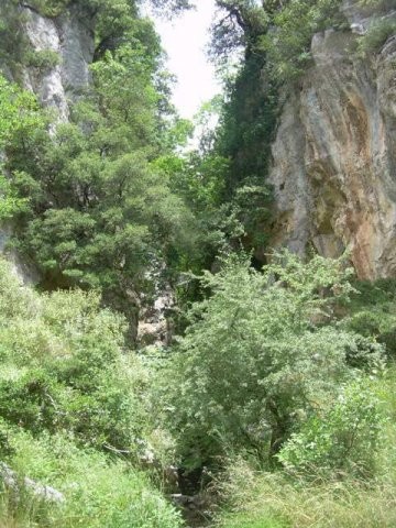 goura_50
