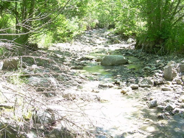 goura_52
