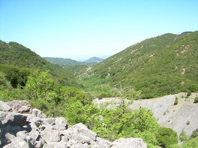 goura_53