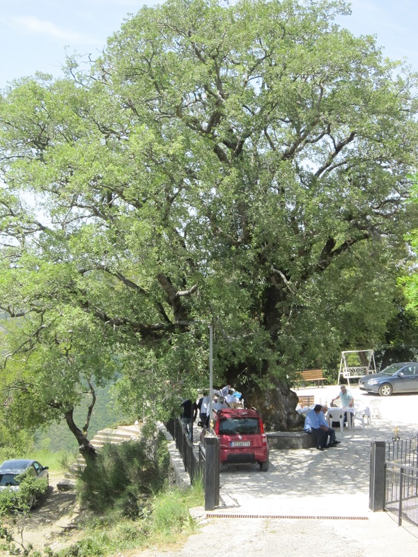 ΑΡΑΠ ΔΡΙΣ