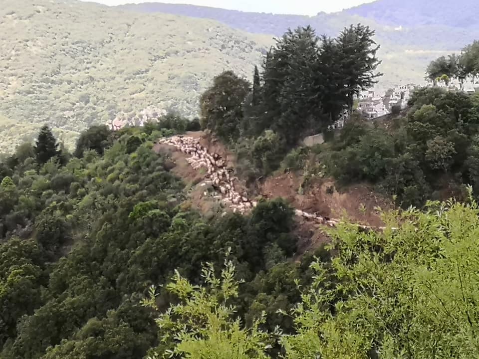 ΝΑΤ-ΠΡΟΒΑΤΑ ΣΕΡΒΟΥ