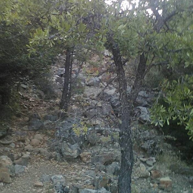 ΣΕΡΒΟΥ-ΑΥΓ-2020δΜπόρας Τ. Το μονοπάτι για τη ρίγανη