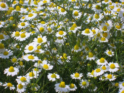 Chamomile 250