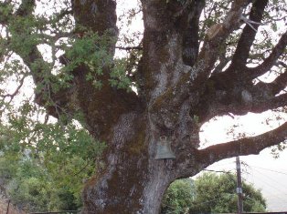 arapides_dendro_640