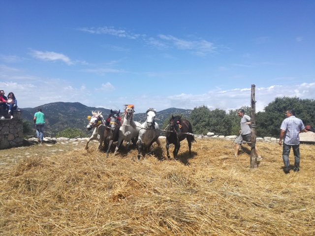 Αλώνισμα - Βαλτεσινίκο 2018