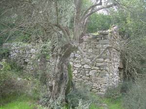 29-1-11_8_neromilos_thimiou