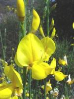 sparto_150_200