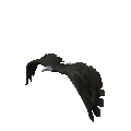 eagle2