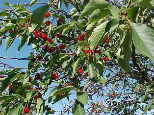Cherry_Tree_640_480