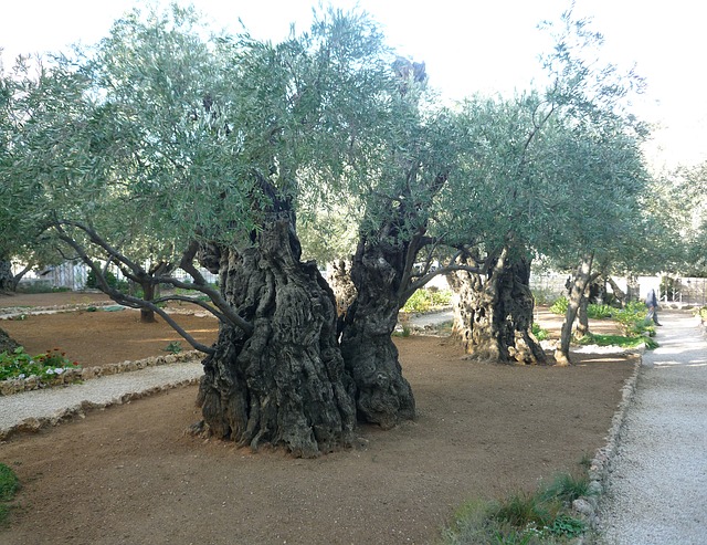 elia-ovive-2 (1)