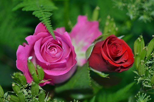 roses-208980  340